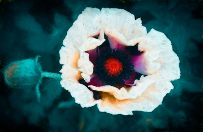 All Heart by Unbekannt Unbekannt